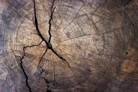 Wood tree stump texture background Foto stock