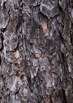 Wood Tree Texture Background Pattern close up Stock Photos
