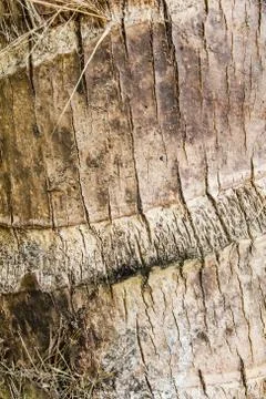 Wood tree texture Stock Photos