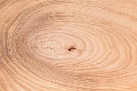 Wood tree texture Stock Photos