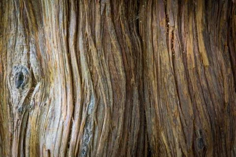 Wood tree texture Stock Photos