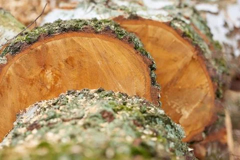 Wood, tree trunk and ring with texture in nature for fuel, heat and material for Stock Photos