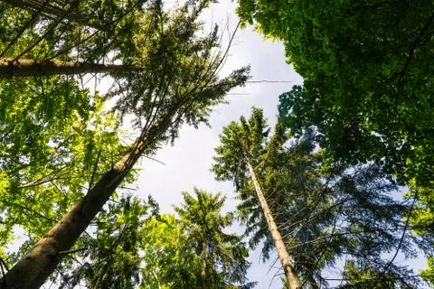 Wood Tree Trunks Dense Sky Daytime Warm Green Inside Forest Green Summer Stock Photos
