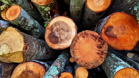 Wood tree trunks hardwood log stump, bole deforestation cutting forest Stock Footage 283364916