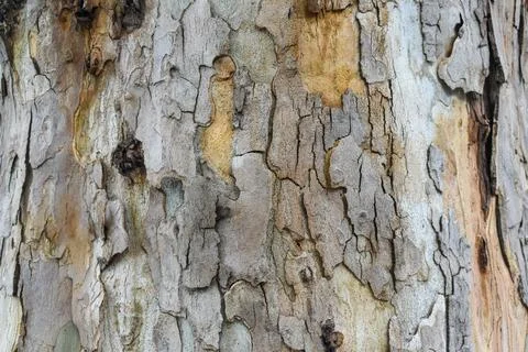 Wood tree wall background texture 스톡 사진