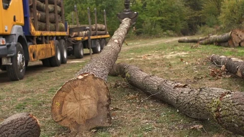 Wood Truck Logging Operator Using Hydraulic Forks to Load Log   Vídeo Stock 127825143