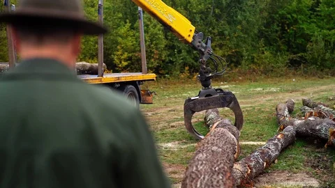 Wood Truck Operator Using Hydraulic Forks to Load Log While Forester Watching Stockbeeldmateriaal 128491575