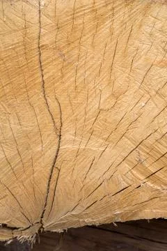 Wood Trunk Background Stock Photos