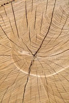 Wood Trunk Background Foto stock