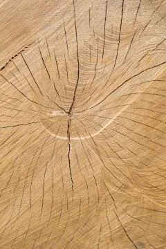 Wood Trunk Background Stock Photos
