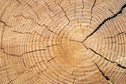 Wood Trunk Background Stock Photos
