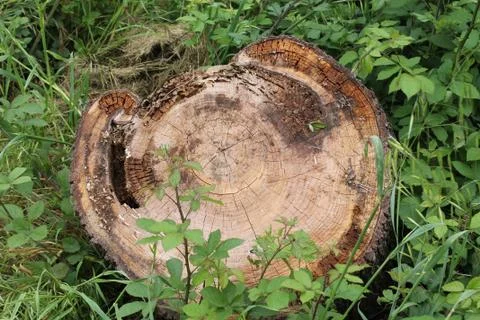 Wood trunk effected by Termite Stock Photos