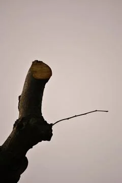 Wood trunk Stock Photos