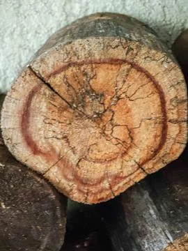 Wood trunk section Stock Photos
