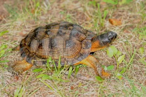 Wood turtle Foto stock