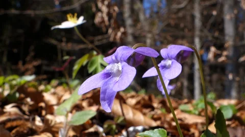 Wood violet Stock Footage 37119261