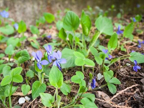 Wood violets Stock Photos