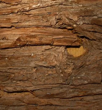 Wood wall texture Stock Photos
