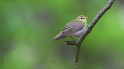 Wood Warbler Stock Footage 225469644