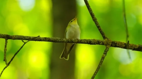 Wood warbler Stock Footage 241918890
