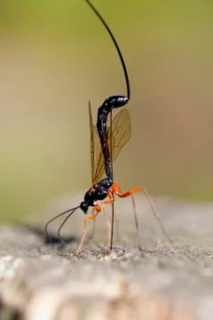 Wood wasp - macro Photos
