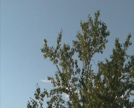 Wood on wind Stock Footage 344697
