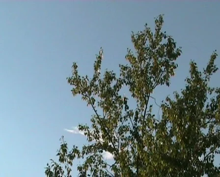 Wood on wind Stock Footage 346950