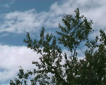 Wood on wind Stock Footage 501828