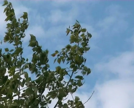 Wood on wind Stock Footage 505159