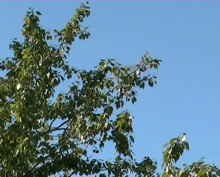 Wood on wind Stock Footage 506415