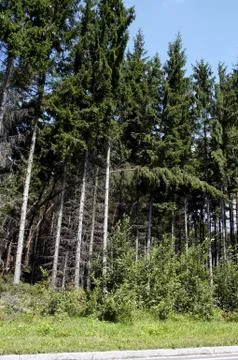 Wood windbreak Stock Photos