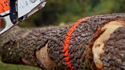 Wood Worker Forester Cutting Huge Tall Log with Chainsaw By Hand Slow Motion 動画素材 128491296