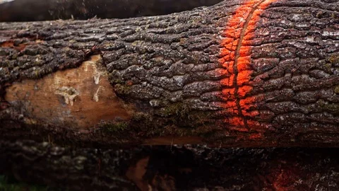 Wood Worker Forester Cutting Huge Tall Log with Chainsaw By Hand Slow Motion Stock Footage 128491350