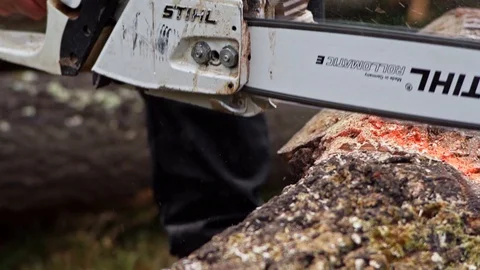Wood Worker Forester Cutting Huge Tall Log with Chainsaw By Hand Slow Motion Stock Footage 128491406