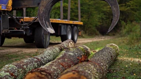 Wood Worker Forester Cutting Huge Tall Log with Chainsaw By Hand Slow Motion Stock Footage 128491458