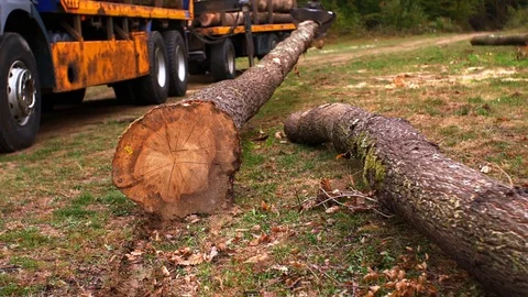 Wood Worker Forester Cutting Huge Tall Log with Chainsaw By Hand Slow Motion Stock Footage 128493417