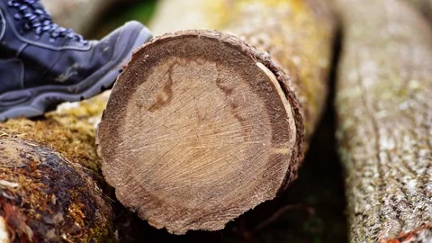 Wood Worker Forester Hitting Marking Tree Log with Hammer Slow Motion Vídeo Stock 128491754