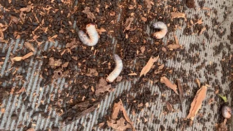 Wood worms Stock Footage 341362015