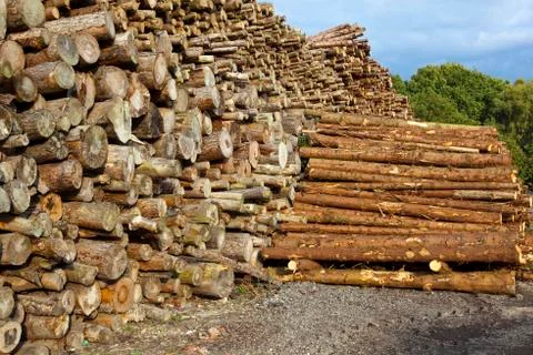 Wood yard with logs Stock Photos