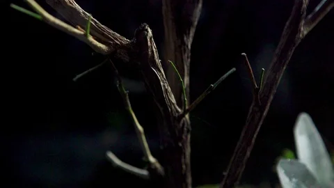 Wood01 1 Stock Footage 91926496