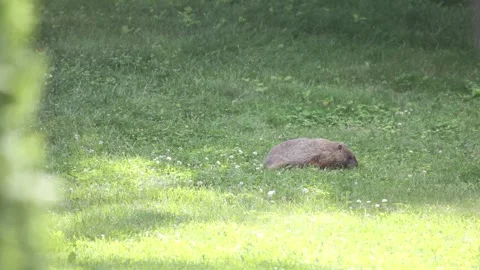 Woodchuck In the Back Yard Stock Footage 345377498