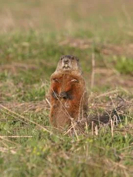 Woodchuck Stock Photos
