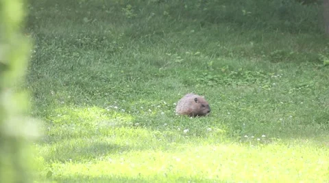 Woodchuck Searching for Food Stock Footage 52187341