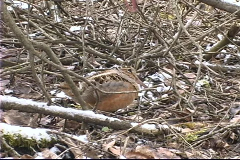 Woodcock Stock Footage 343160