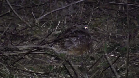 Woodcock sitting still on windy night closeup walks away Stock Footage 73346853