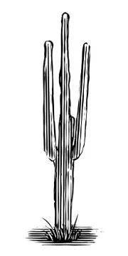 Woodcut Cactus Stock Illustration