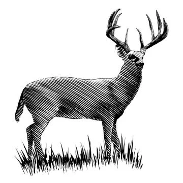 Woodcut Deer Stock Illustration