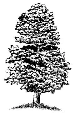 Woodcut Junniper Tree Stock Illustration