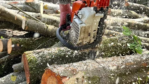 Woodcutter with Chainsaw on forest work. Preparing firewood for winter 動画素材 274344682