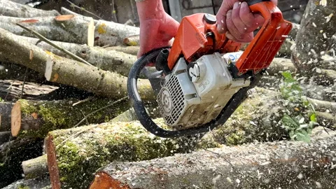 Woodcutter with Chainsaw on forest work. Preparing firewood for winter Stock Footage 274344819